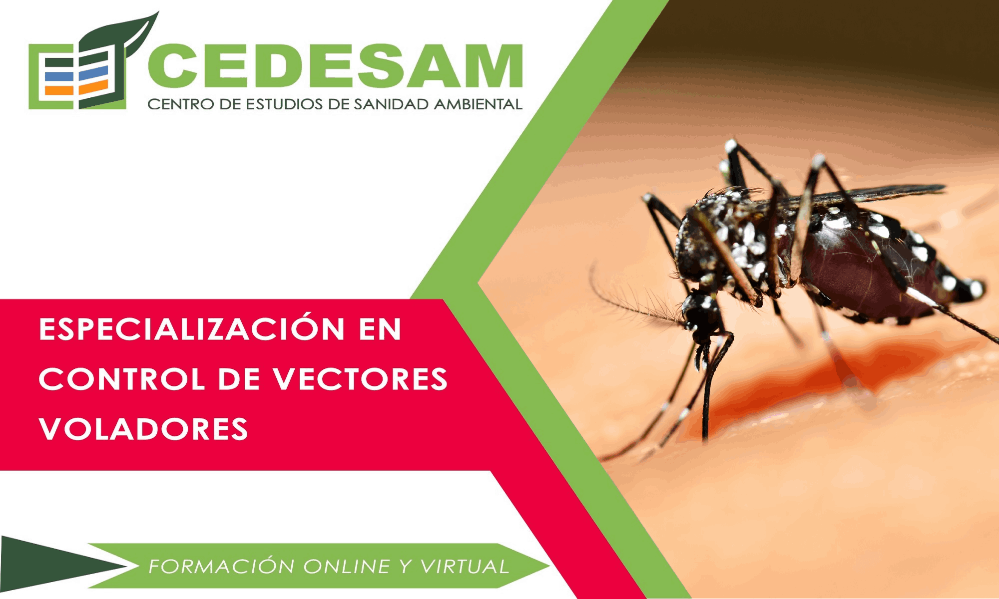 PROGRAMAS DE ESPECIALIZACIN